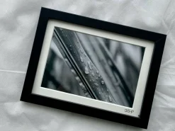 A Damp Morning Walk - Small