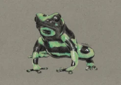 A5 Green & Black Poison Dart Frog Art Print | Graphite and Coloured Pe