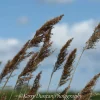 A3 Mounted Blowing In The Wind