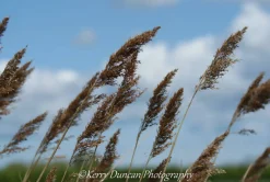 A3 Mounted Blowing In The Wind