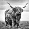 Angus