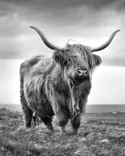 Angus