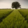 Barley field - card