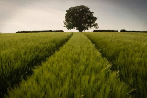 Barley field - card