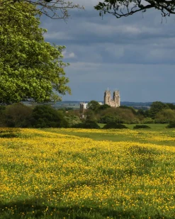 Beverley Minster Overlooks the Buttercups