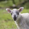 Big Ears