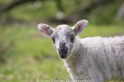Big Ears