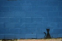 Blue cat - card