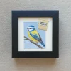 Blue Tit