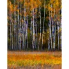 Canadian Forest