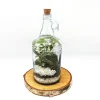 Classic 1L Demijohn Terrarium