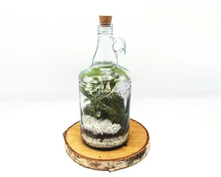 Classic 1L Demijohn Terrarium