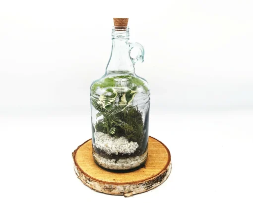 Classic 1L Demijohn Terrarium