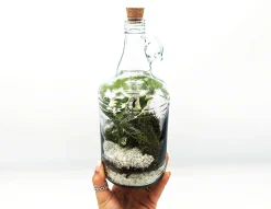 Classic 1L Demijohn Terrarium