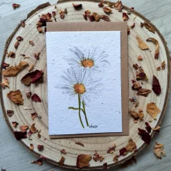 Daisy plantable wildflower card
