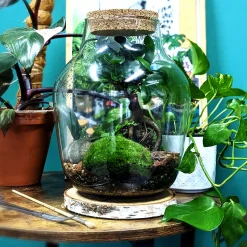 Extra Large Bonsai Closed Terrarium