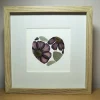 Framed Pressed Cosmos