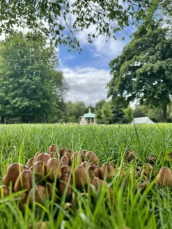 Fun Guys In Pearson's Park ( frame 29x35.5)
