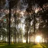 Leafy Trees (Small Frame)