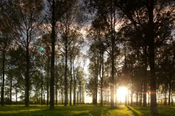 Leafy Trees (Small Frame)
