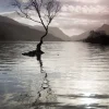 Llyn Padarn tree - card
