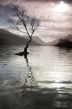 Llyn Padarn tree - card