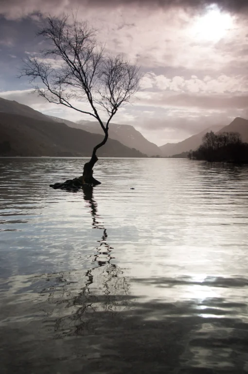 Llyn Padarn tree - card