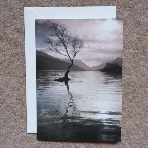 Llyn Padarn tree - card