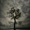 Loch Lomond oak tree - card