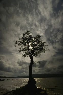 Loch Lomond oak tree - card