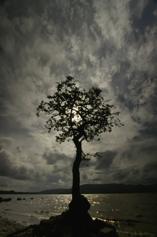 Loch Lomond oak tree - card