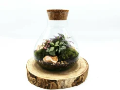 Mini Conical Terrarium