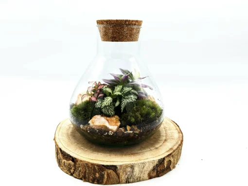Mini Conical Terrarium