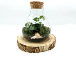 Mini Conical Terrarium