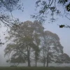 Misty copse (small frame)