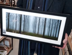 Misty Trees (wide pano frame)