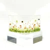 Oriental Daisy NMW