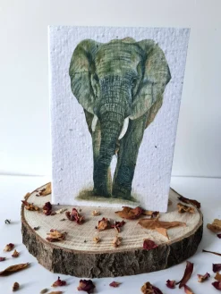 Plantable Wildflower Card - African Elephant