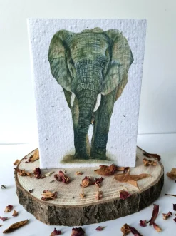 Plantable Wildflower Card - African Elephant