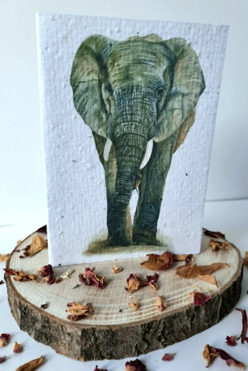 Plantable Wildflower Card - African Elephant