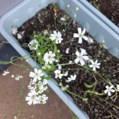 Plantable Wildflower Card - Ivy