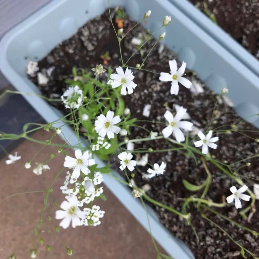Plantable Wildflower Card - Ivy