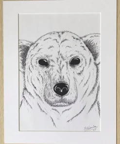 Polar Bear