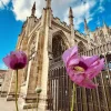 Poppies And A Minster Is A Good Mix (frame 23x28.5)