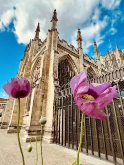 Poppies And A Minster Is A Good Mix (frame 23x28.5)