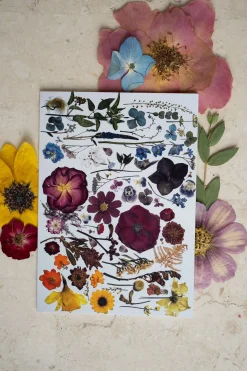 Pressed Flower Greetings Card