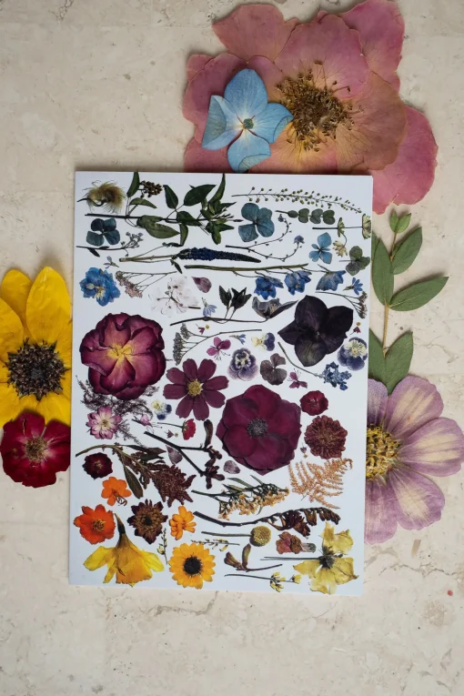 Pressed Flower Greetings Card