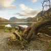 Rooted In Buttermere - A4 framed