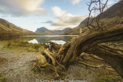 Rooted In Buttermere - A4 framed