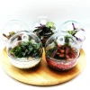 Small Egg Terrarium